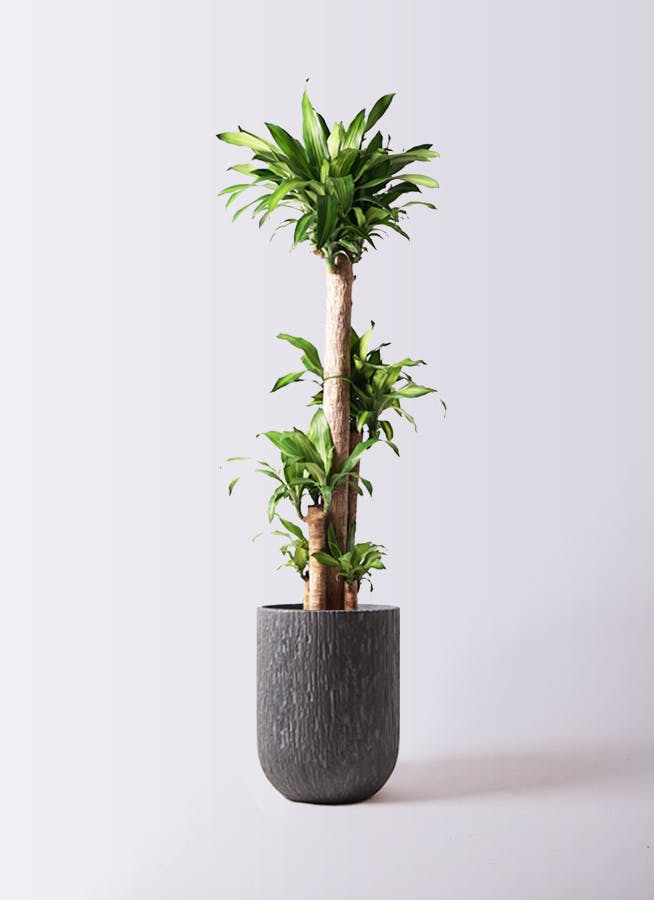 観葉植物 ドラセナ 幸福の木 10号 ノーマル カルディナトールダークグレイ 付き