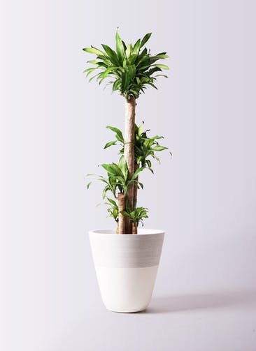 観葉植物 ドラセナ 幸福の木 10号 ノーマル ジュピター 白 付き
