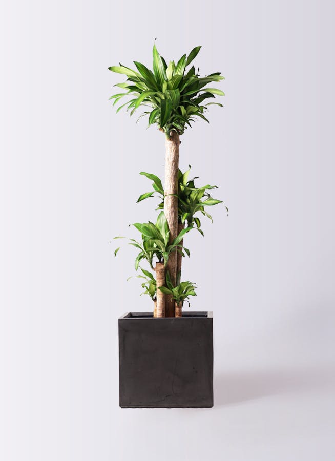 観葉植物 ドラセナ 幸福の木 10号 ノーマル ファイバークレイ キューブ 付き