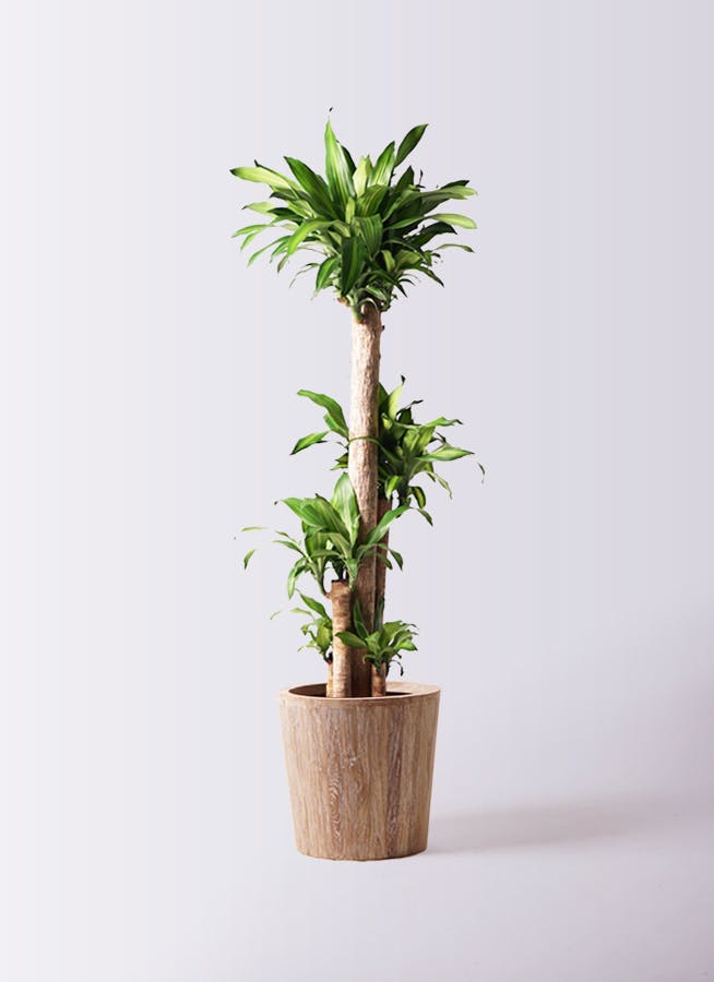 観葉植物 ドラセナ 幸福の木 10号 ノーマル ウッドプランター 付き