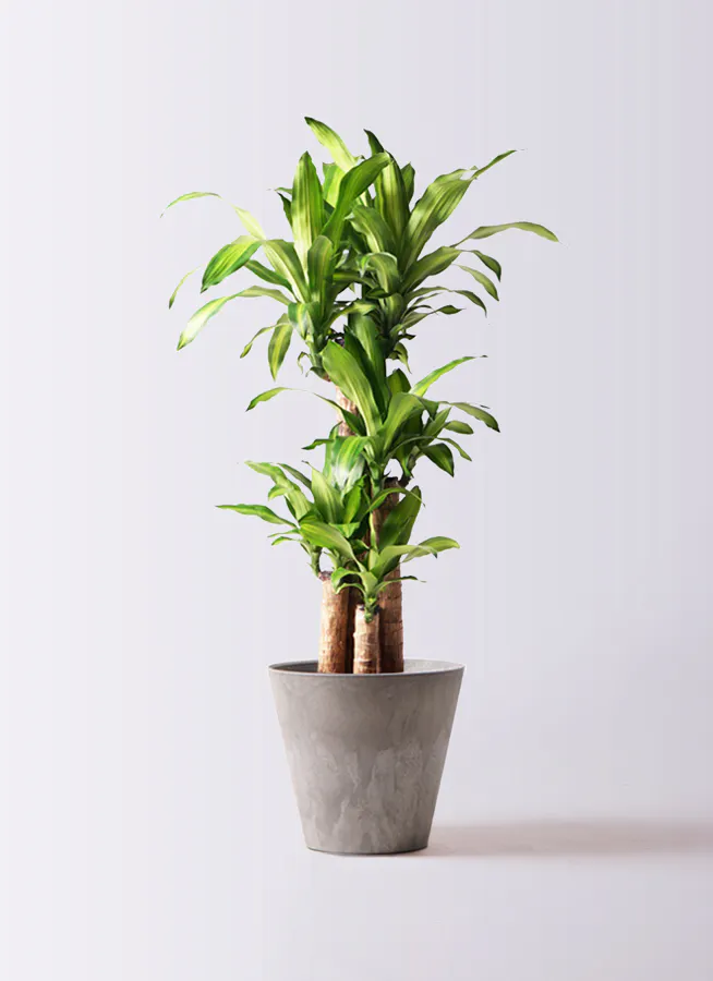 ドラセナ幸福の木 大型 | 観葉植物通販HitoHana(ひとはな)