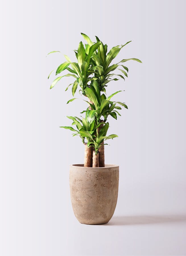 観葉植物 ドラセナ 幸福の木 8号 ノーマル ルーガ アンティコ アルトエッグ 付き