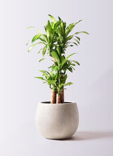 観葉植物 ドラセナ 幸福の木 8号 ノーマル テラニアス ローバルーン アンティークホワイト 付き