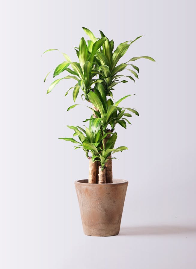 観葉植物 ドラセナ 幸福の木 8号 ノーマル ルーガ アンティコ ソリッド 付き