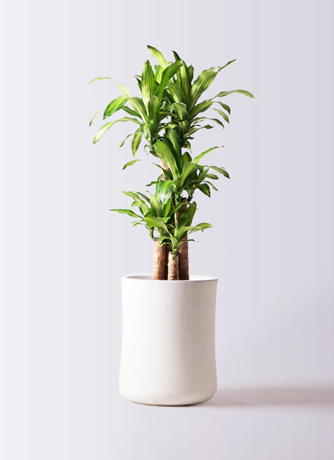 観葉植物 ドラセナ 幸福の木 8号 ノーマル バスク ミドル ホワイト 付き