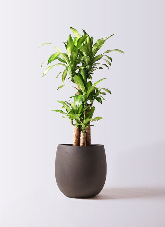 観葉植物 ドラセナ 幸福の木 8号 ノーマル テラニアス バルーン アンティークブラウン 付き