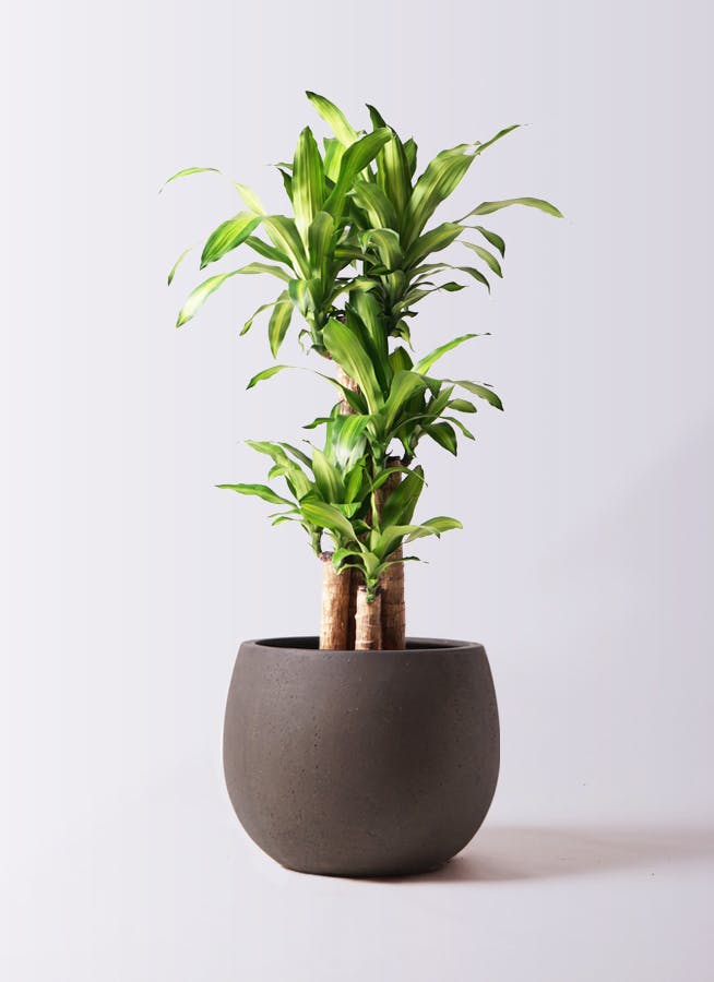 観葉植物 ドラセナ 幸福の木 8号 ノーマル テラニアス ローバルーン アンティークブラウン 付き