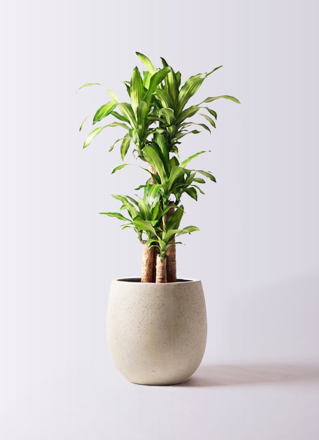 観葉植物 ドラセナ 幸福の木 8号 ノーマル テラニアス バルーン アンティークホワイト 付き
