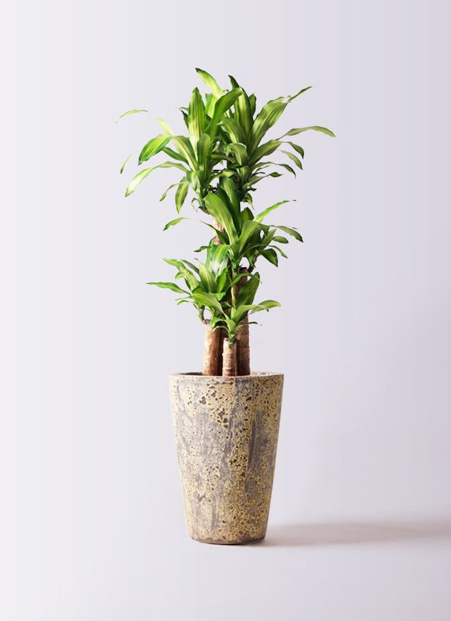 観葉植物 ドラセナ 幸福の木 8号 ノーマル アトランティス クルーシブル 付き