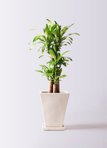 観葉植物 ドラセナ 幸福の木 8号 ノーマル スクエアハット 白 付き