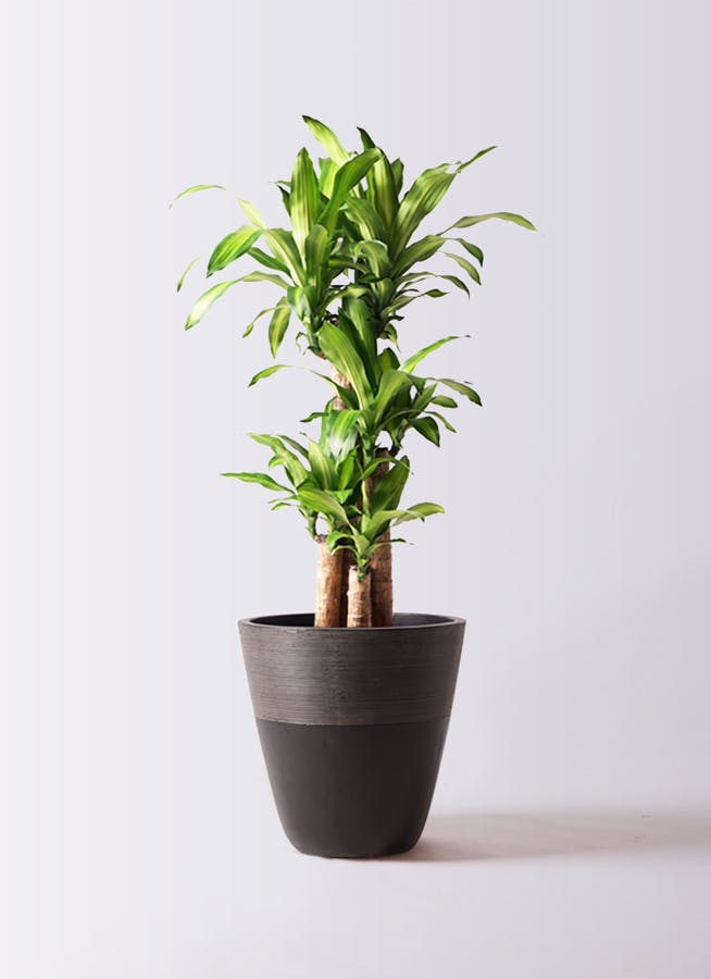 観葉植物 ドラセナ 幸福の木 8号 ノーマル ジュピター 黒 付き