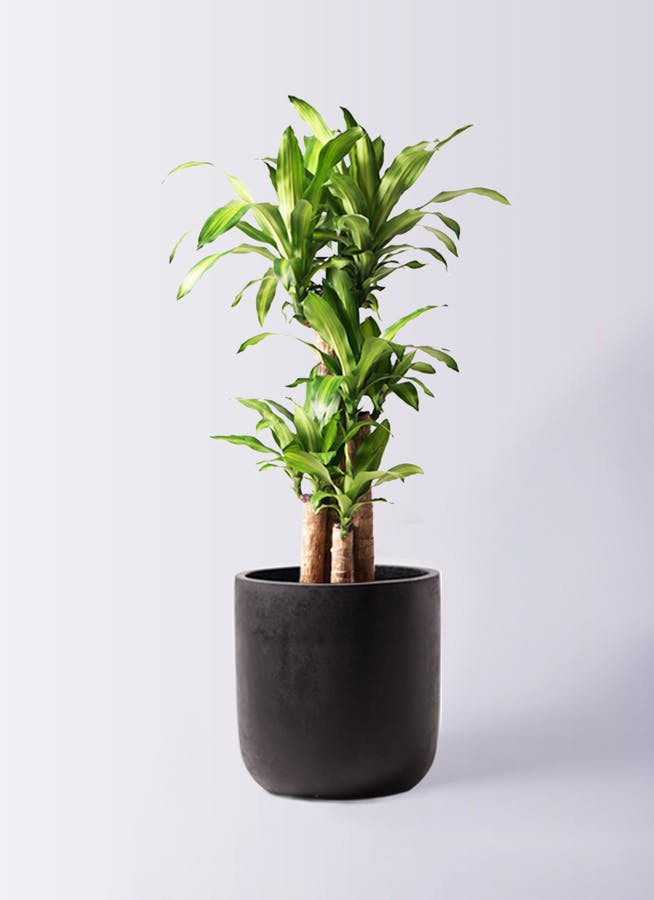 観葉植物 ドラセナ 幸福の木 8号 ノーマル エルバ 黒 付き