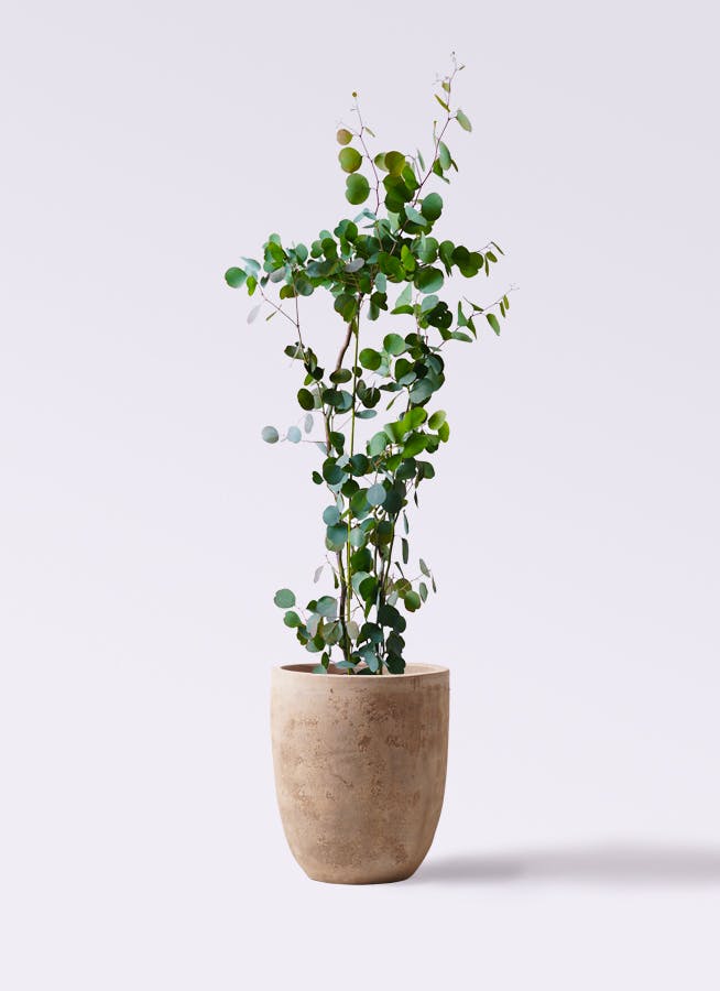 現品》ユーカリ・ポポラス 樹高1.6m（根鉢含まず）139【苗木/鉢植え