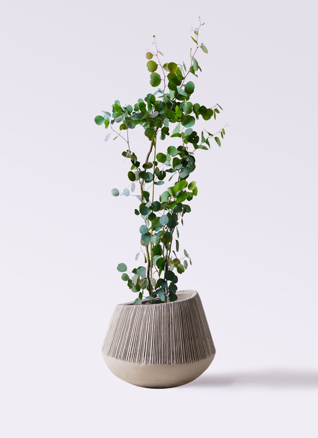 観葉植物 ユーカリ 8号 ポポラス（ポリアンセモス） エディラウンド グレイ 付き | 観葉植物ならHitoHana(ひとはな)