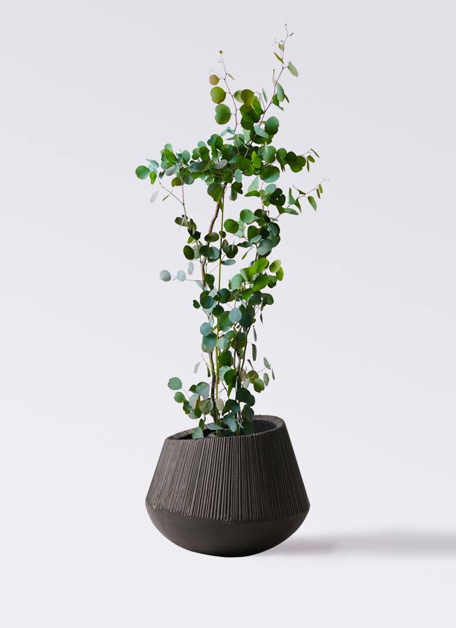 ユーカリ ポポラス（ポリアンセモス） | 観葉植物通販HitoHana