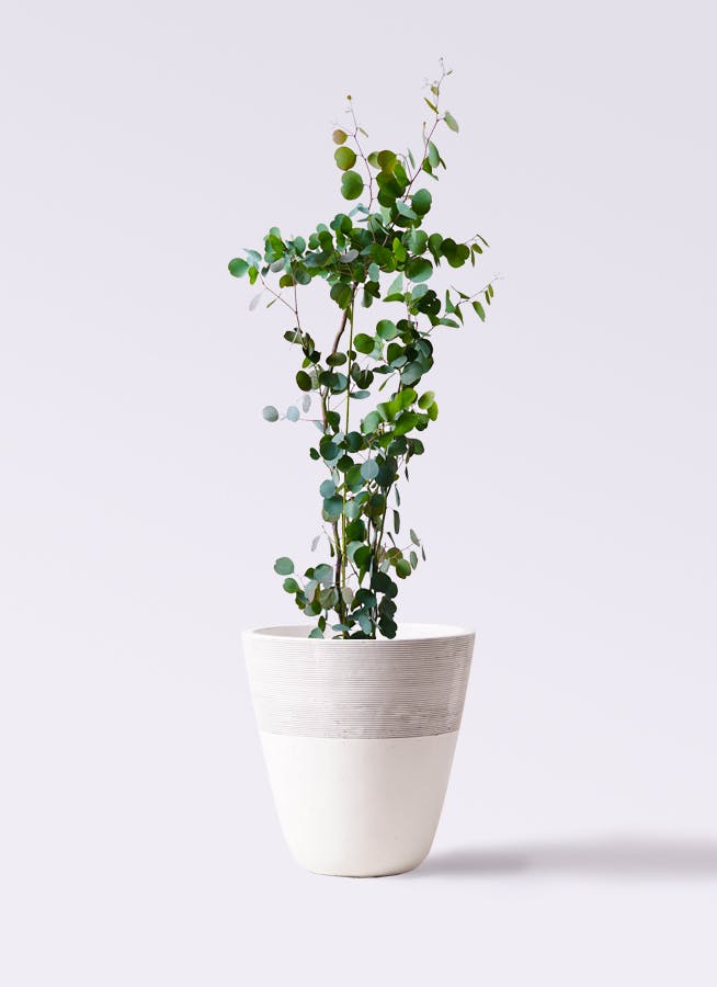 植物、観葉植物 ユーカリ2．5メートル ユーカリ | 観葉植物の通販ならHitoHana（ひとはな）