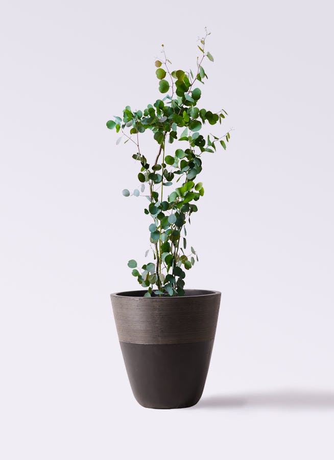 ユーカリ ポポラス（ポリアンセモス） | 観葉植物通販HitoHana