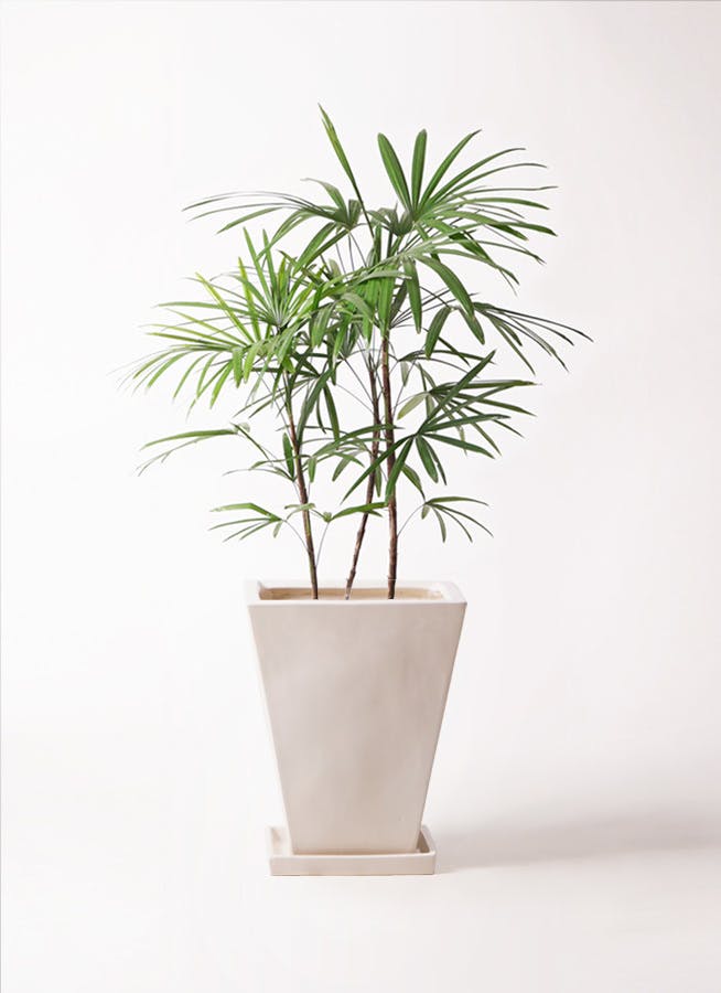 観葉植物 シュロチク（棕櫚竹） 8号 スクエアハット 白 付き