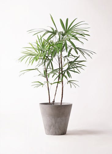 観葉植物 シュロチク（棕櫚竹） 8号 アートストーン ラウンド グレー 付き