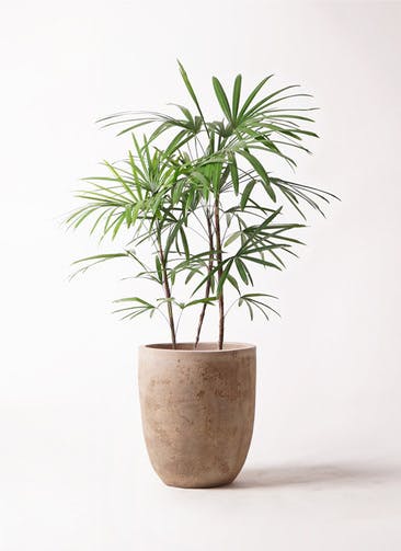 観葉植物 シュロチク（棕櫚竹） 8号 ルーガ アンティコ アルトエッグ 付き