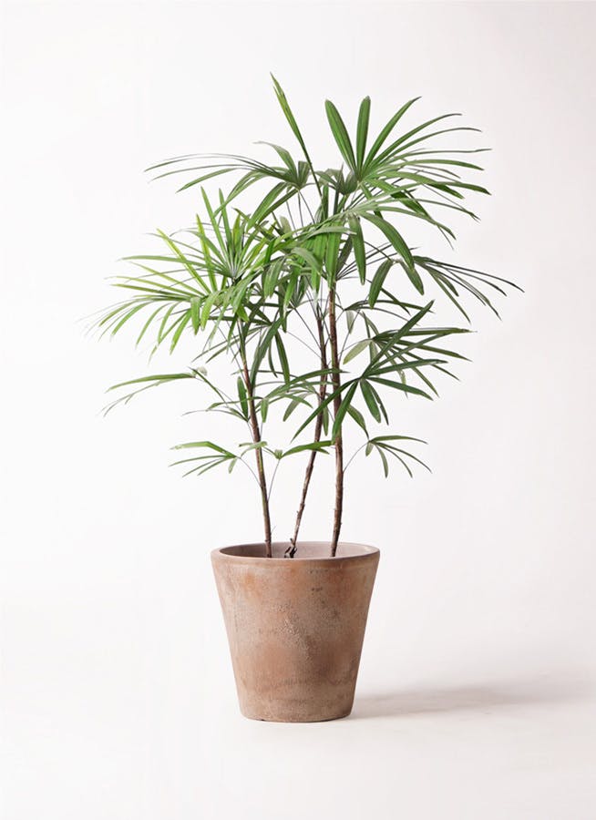 観葉植物 シュロチク（棕櫚竹） 8号 ルーガ アンティコ ソリッド 付き