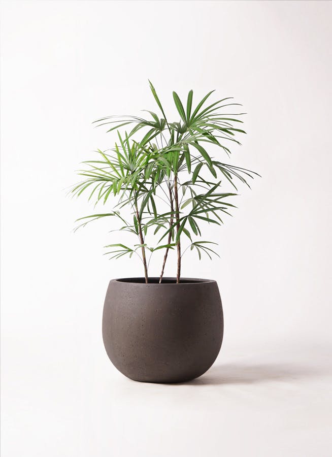 観葉植物 シュロチク（棕櫚竹） 8号 テラニアス ローバルーン アンティークブラウン 付き