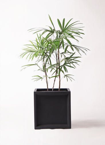観葉植物 シュロチク（棕櫚竹） 8号 ブリティッシュキューブ 付き