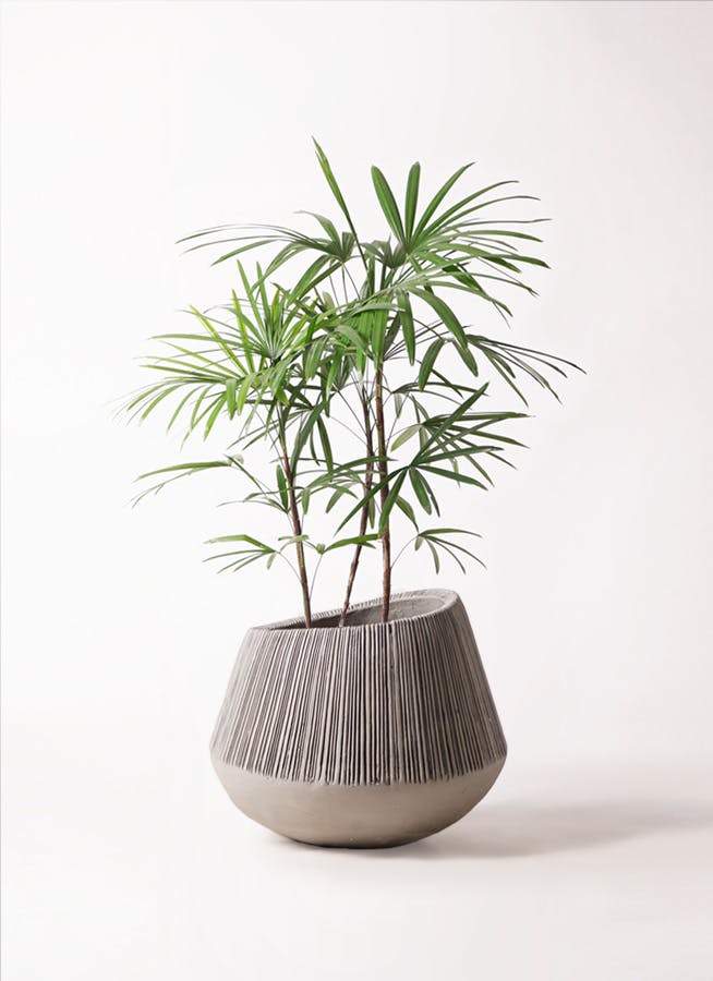 観葉植物 シュロチク（棕櫚竹） 8号 エディラウンド グレイ 付き