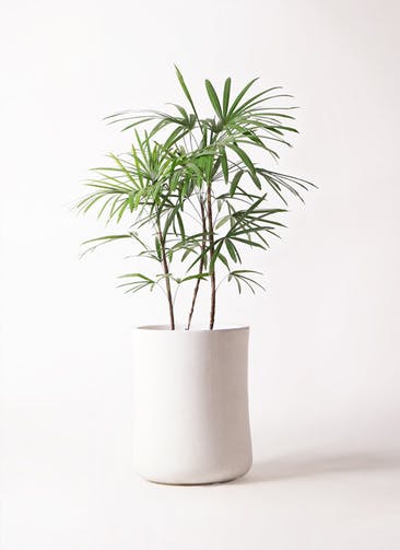観葉植物 シュロチク（棕櫚竹） 8号 バスク ミドル ホワイト 付き