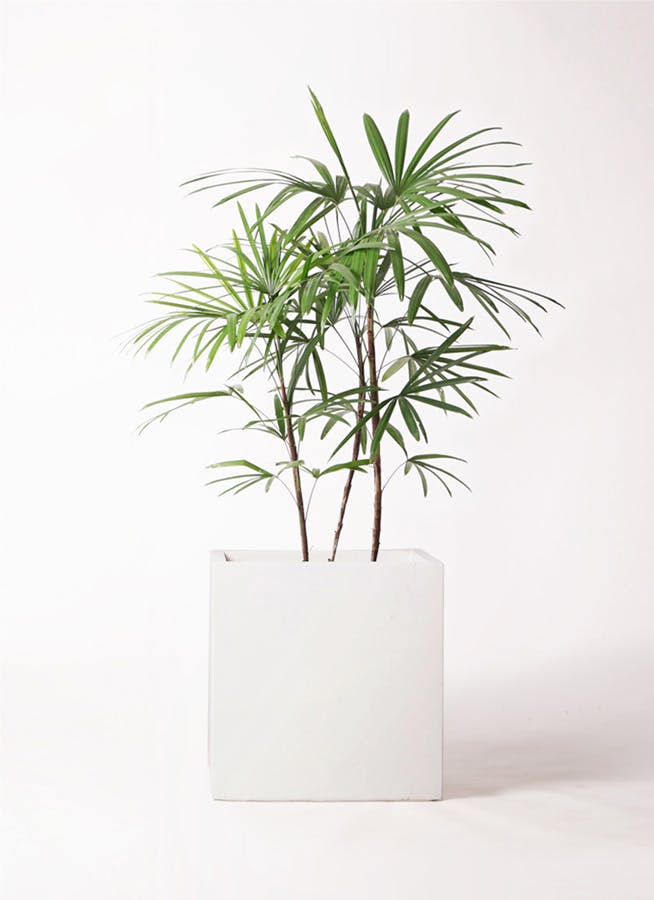 引き取り限定★1 セローム　8号　幹上がり　個性的　フィロデンドロン　観葉植物 引き取り限定☆1 セローム 8号 幹上がり 個性的 フィロデンドロン 観葉