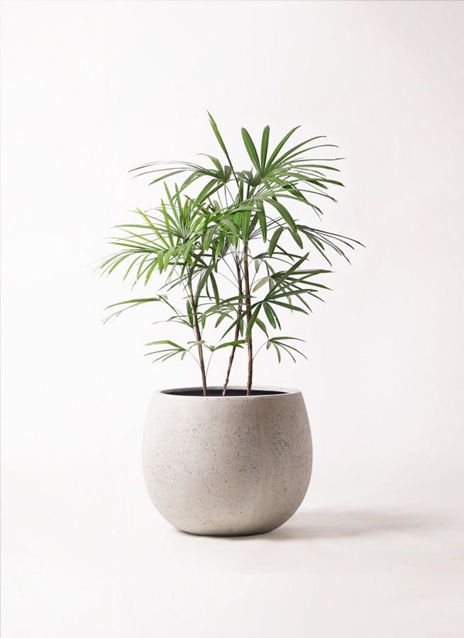 観葉植物 シュロチク（棕櫚竹） 8号 テラニアス ローバルーン アンティークホワイト 付き