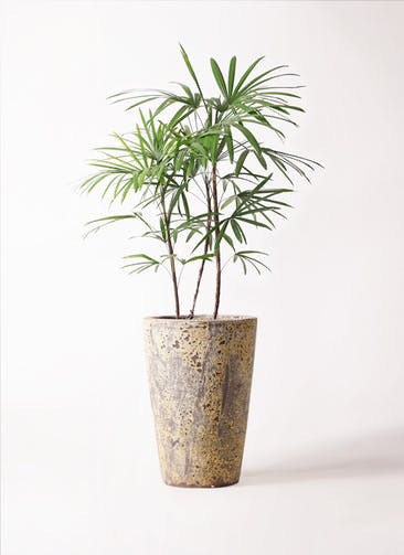 観葉植物 シュロチク（棕櫚竹） 8号 アトランティス クルーシブル 付き