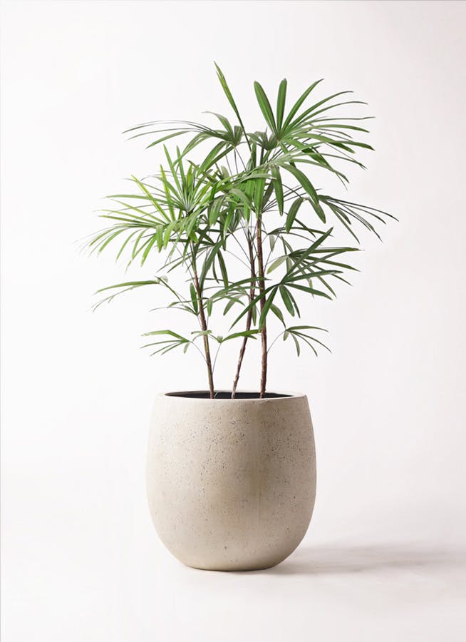 シュロチク 8号 | 観葉植物 | 送料無料でお届け - Hitohana（ひとはな）