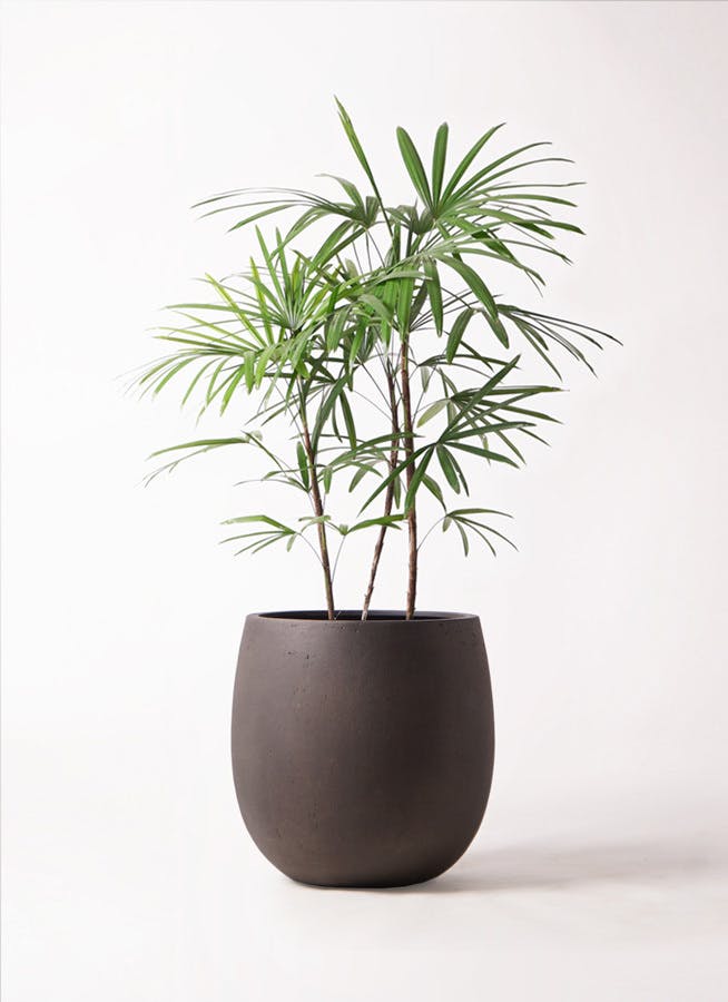 観葉植物 シュロチク（棕櫚竹） 8号 テラニアス バルーン アンティークブラウン 付き