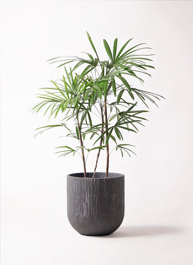 観葉植物 シュロチク（棕櫚竹） 8号 カルディナダークグレイ 付き
