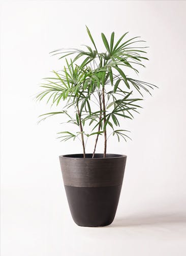観葉植物 シュロチク（棕櫚竹） 8号 ジュピター 黒 付き