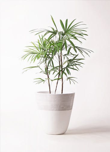 観葉植物 シュロチク（棕櫚竹） 8号 ジュピター 白 付き