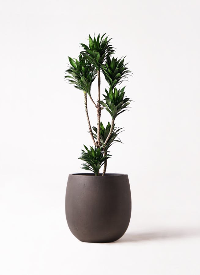 観葉植物 ドラセナ コンパクター 曲がり 希少 4株 オシャレ 黒鉢 根元隠し 観葉植物 ドラセナ コンパクター 10号 セドナロング 墨 付き