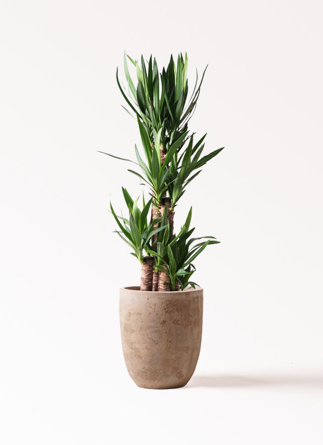 観葉植物 ユッカ 8号 ノーマル ルーガ アンティコ アルトエッグ