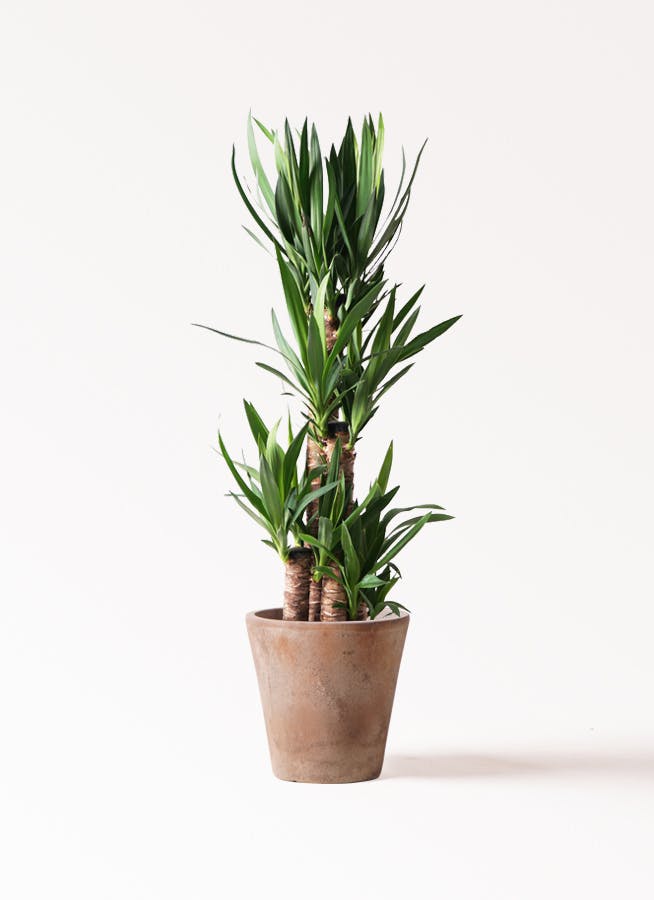 ユッカ（青年の木） | 観葉植物通販HitoHana（ひとはな）