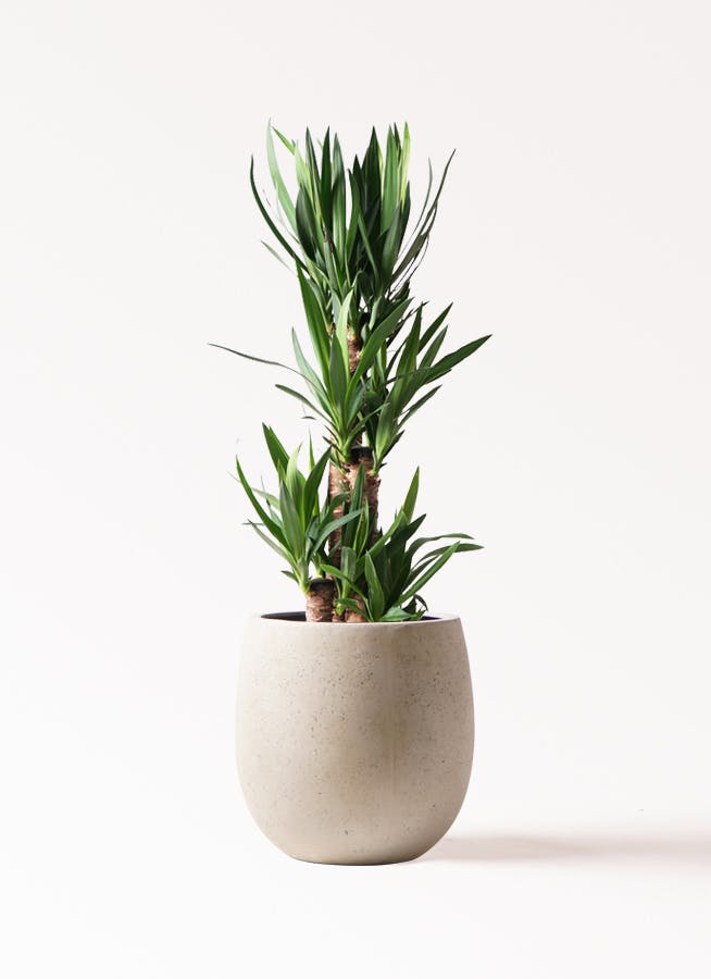 大きめ ユッカ 黒鉢付き 大きめ ユッカ 黒鉢付き 大きめ ユッカ 黒鉢