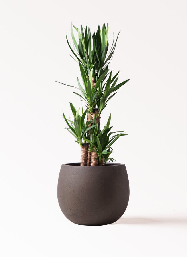 ユッカ 大型 | 観葉植物通販HitoHana(ひとはな)