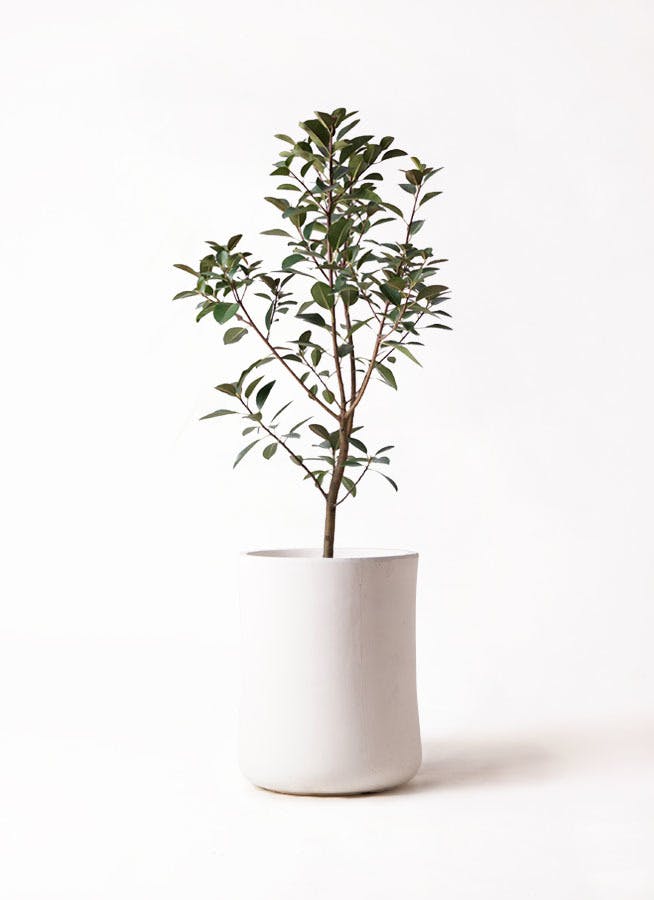 観葉植物 フランスゴムの木 8号 ノーマル バスク ミドル ホワイト 付き