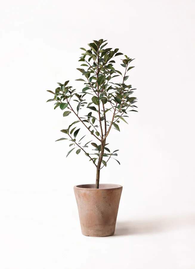 観葉植物 フランスゴムの木 8号 ノーマル ルーガ アンティコ ソリッド 付き 観葉植物ならhitohana ひとはな