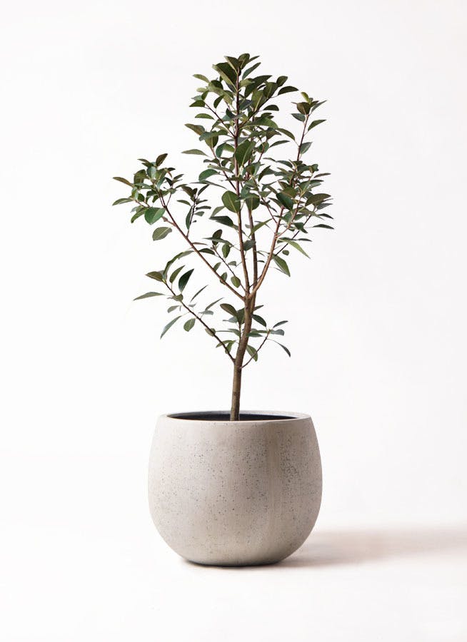 観葉植物 フランスゴムの木 8号 ノーマル テラニアス ローバルーン アンティークホワイト 付き