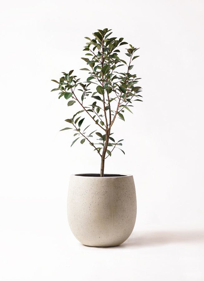 観葉植物 フランスゴムの木 8号 ノーマル テラニアス バルーン アンティークホワイト 付き