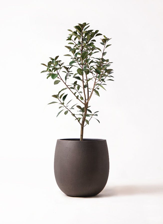 観葉植物 フランスゴムの木 8号 ノーマル テラニアス バルーン アンティークブラウン 付き