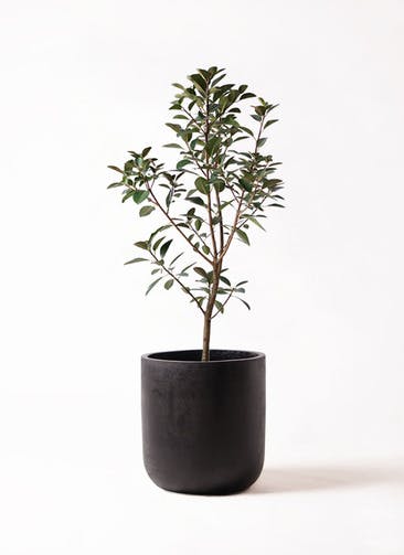観葉植物 フランスゴムの木 8号 ノーマル エルバ 黒 付き
