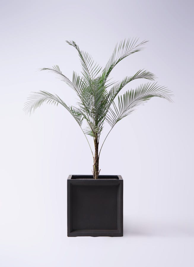 観葉植物 ヒメココス 8号 ブリティッシュキューブ 付き | 観葉植物ならHitoHana(ひとはな)