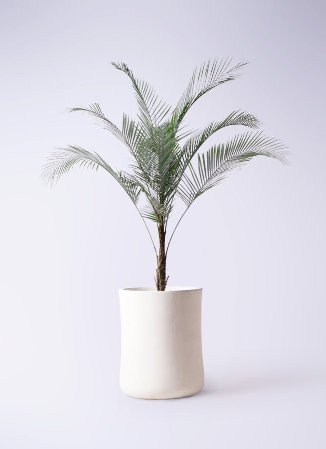 ヒメココスヤシ